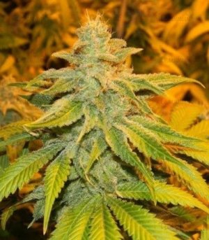 White_Widow.jpg