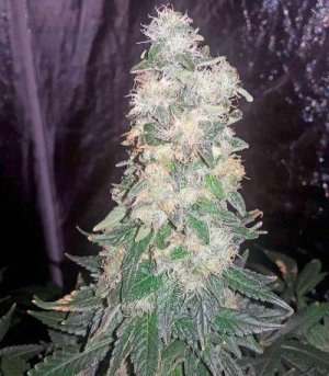 Bubba_Kush_kust_konopli__5iDRjSux4Z7T4s7C.jpg Bubba_Kush_kust_konopli__5iDRjSux4Z7T4s7C.jpg