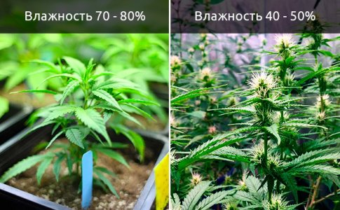 vlazhnost-vozduha__ubCIXKeDpTqis6YE.jpg