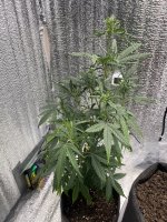 IMG_6748.jpeg