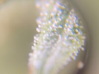 IMG_1451.jpeg