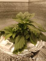 IMG_20251104_071139.jpg