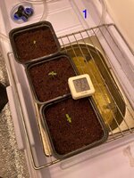IMG_4425.jpeg
