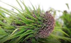 1781176859939.png