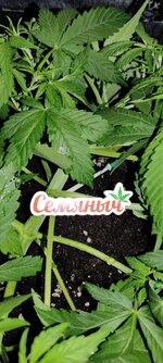 Пирог с яблоками