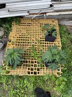 IMG_4695.jpeg
