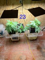 IMG_4706.jpeg
