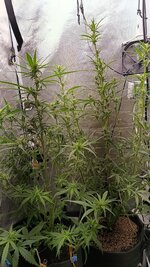 IMG-1791190492748.jpg