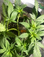 IMG_7306.jpeg
