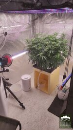 2026-10-05_acid-rain-01_veg-w07d49_setup_01.jpg
