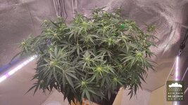 2026-10-06_acid-rain-01_veg-w07d50_canopy_01.jpg