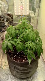 1000135118.jpg