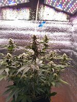 1000011320.jpg