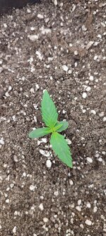 IMG_20261021_084534.jpg