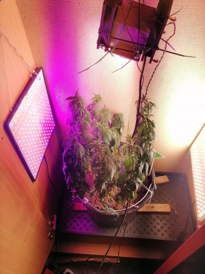 IMG_20220904_015356.jpg
