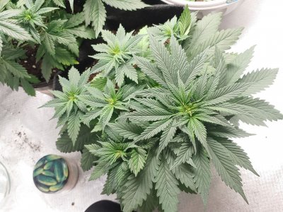 Cream caramel CBD 