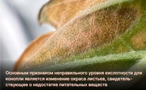 Уровень рН в гидропонике Уровень рН в гидропонике
