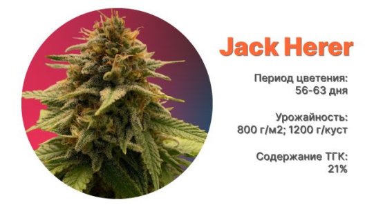 Сорт конопли Jack Herer Сорт конопли Jack Herer
