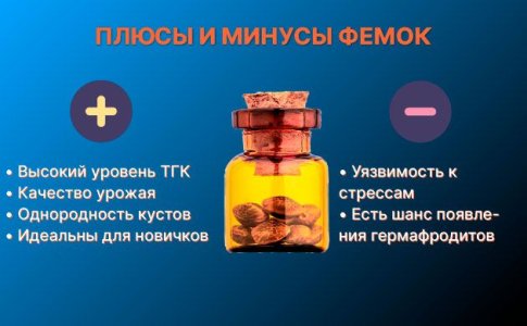 3-plyusy-i-minusy-femok.jpg