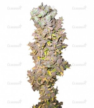 sort_Northern_Lights_Nirvana_Seeds__xoXUBk4z7MTbCtn3.jpg