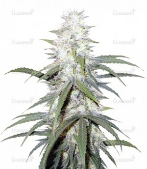 sterling_haze_regular__yzVNx2BQDFX95cPe.jpg