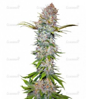 sort_Jock_Horror_Nirvana_Seeds__r8xrHHxh2EgqJAJp.jpg