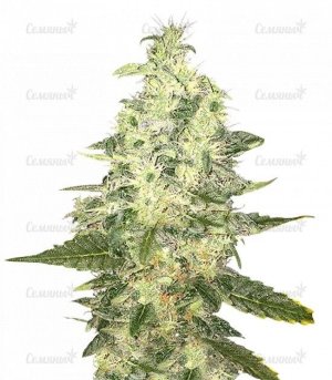 sort_Supreme_Kush_CBD__wyHzO80biub1DHLy.jpg