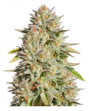 gorilla glue #4 oss.jpg