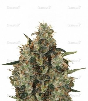 sort_Medical_Mass__TmosxhoZ91kIZTpk.jpg sort_Medical_Mass__TmosxhoZ91kIZTpk.jpg
