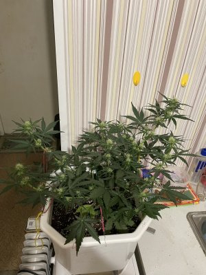4201BD02-4CC1-44B6-81FE-448E786C96AD.jpeg