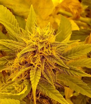 Auto_New_York_City_pyramid_seeds_shishka__YSiovn0Y915MTLE6.jpg
