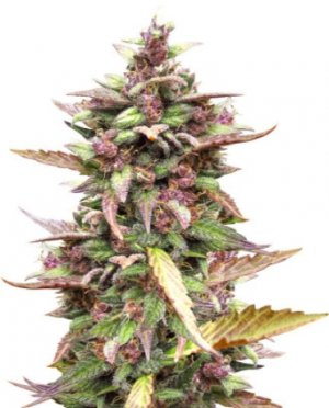 Blackberry Auto.jpg