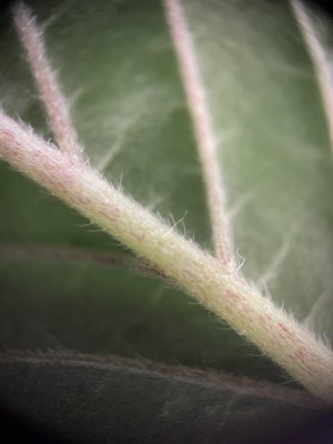 IMG_4743.jpeg