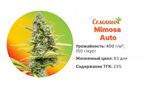 Mimosa Auto Mimosa Auto
