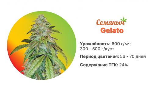 Gelato