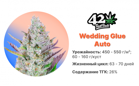 Wedding Glue Auto