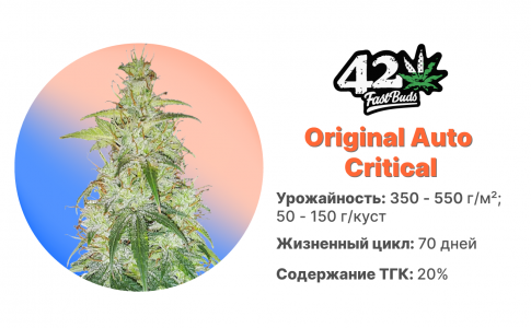 Original Critical Auto