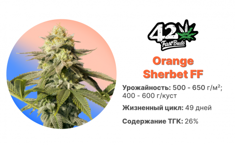 Orange Sherbet FF Orange Sherbet FF