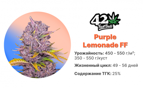Purple Lemonade FF