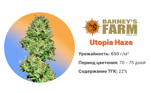 Utopia Haze Utopia Haze