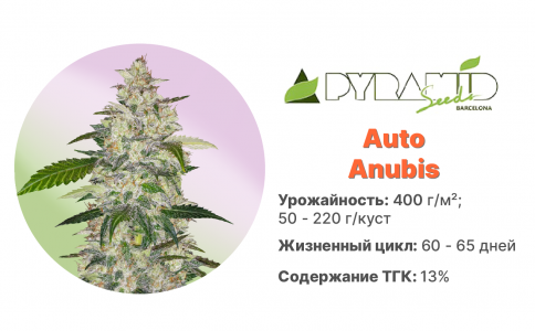 Auto Anubis Auto Anubis