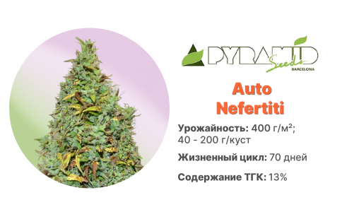Auto Nefertiti