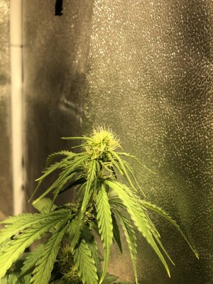 6CBD4CA9-B8DF-4AB6-8974-F4DA4878F125.jpeg